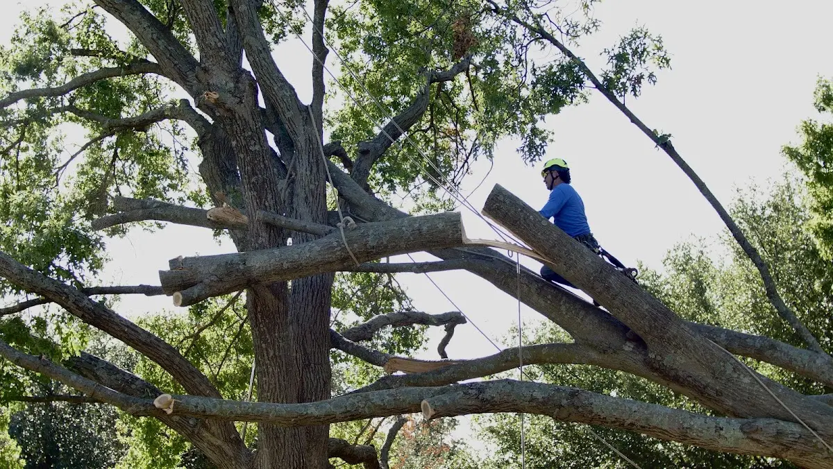 Professional Crown Thinning performed by certified arborists in Golden